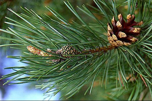 pine_needles1.jpg