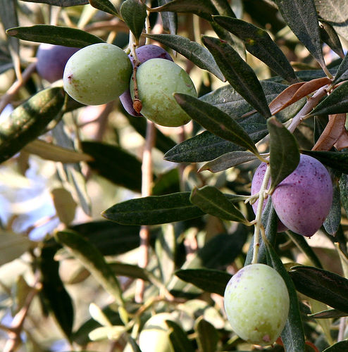 Olea_Europaea.jpg
