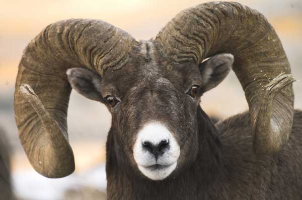 Big_Horn_Sheep.jpeg