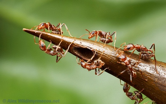 insect_wallpaper17.jpg