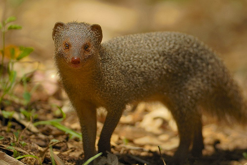 Indian_Gray_Mongoose_1_.jpg