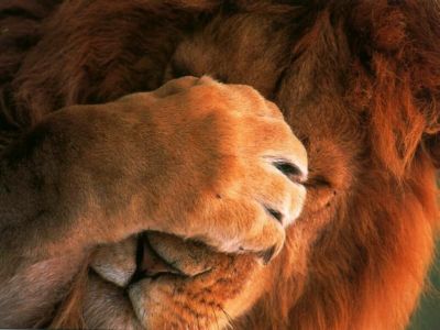 normal_Lions_1.jpg