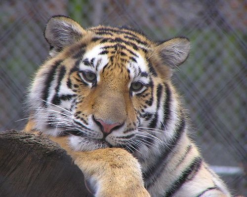amazing_siberian_tiger.jpg