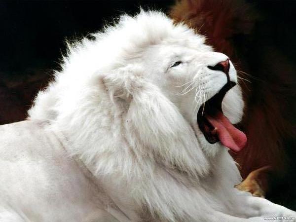 Enimal._Lion.jpg