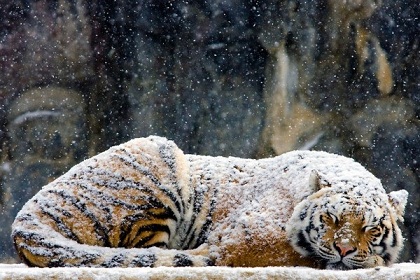 tiger_snow_20110506_135715___Copy.jpg
