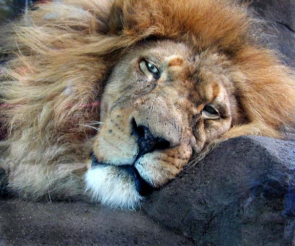 sleeping_lion.jpg