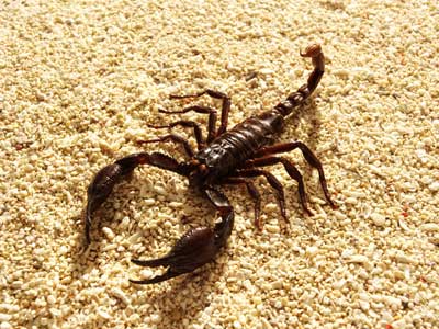 scorpion_live_without_food_or_water_2.jpg