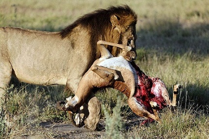 lion_carrying_impala.jpg