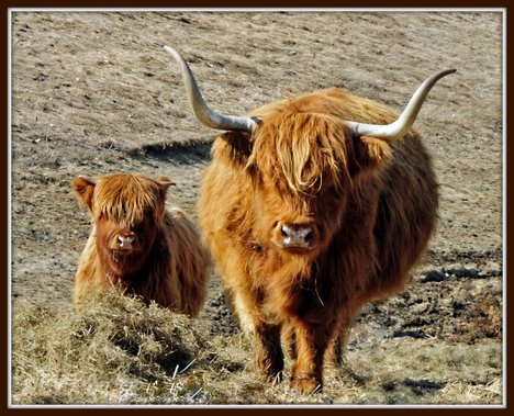 highland20bull.jpg