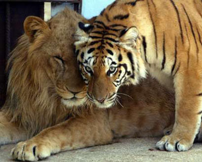 2003_7_liontigermate_display.jpg