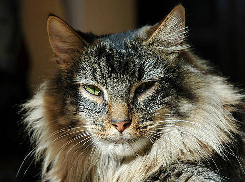 cat_eva101.jpg