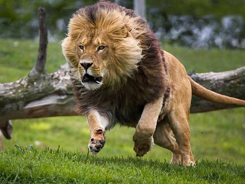 leon_corriendo_1024x768_374734_large.jpg