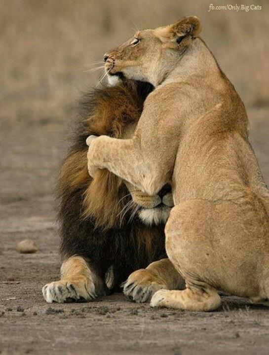 from_now_on_no_more_looking_at_other_lionesses.jpg