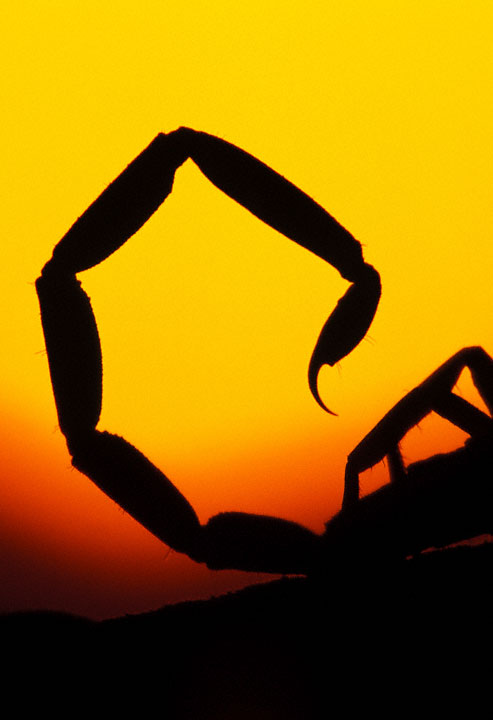 131343736395_ScorpionF1.jpg