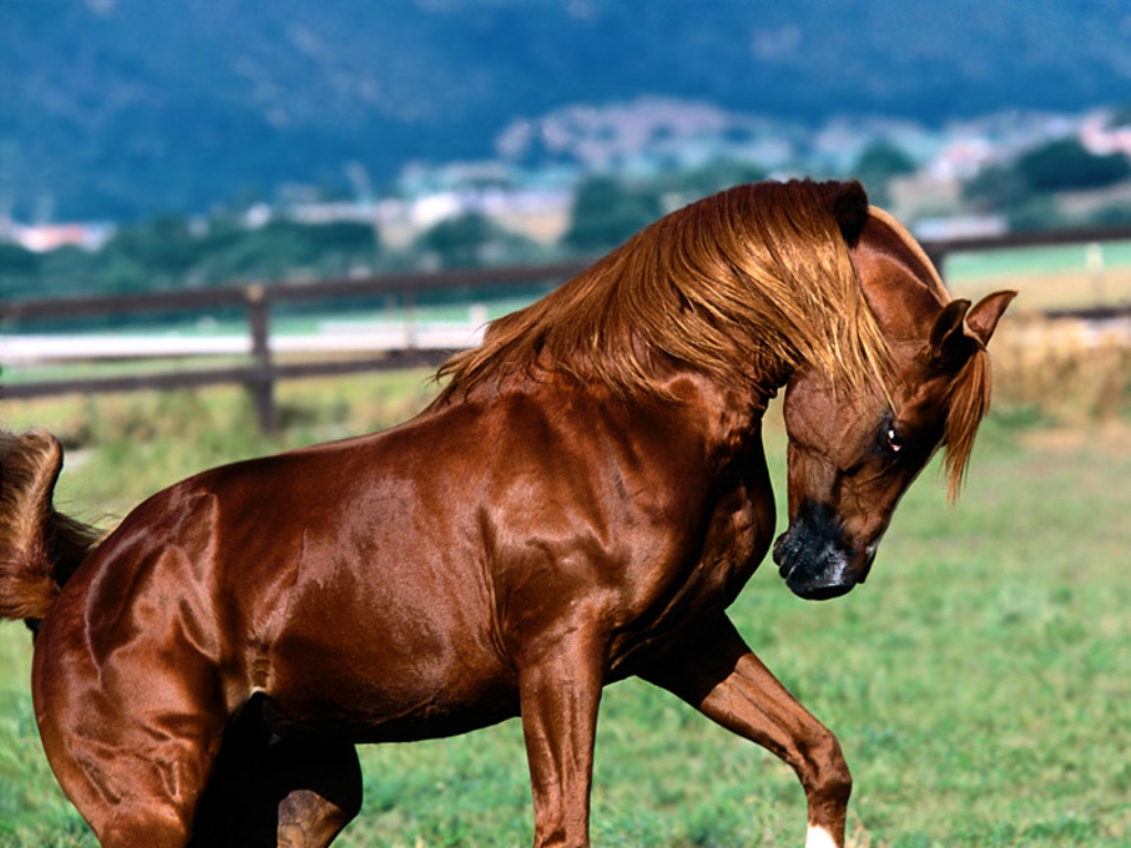 slike_konji_horses_photo01.jpg