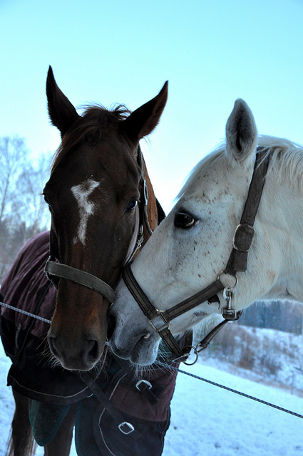 beautiful_red_horse_amplt3_cold_couple_horse_horses_Favim.com_178019.jpg
