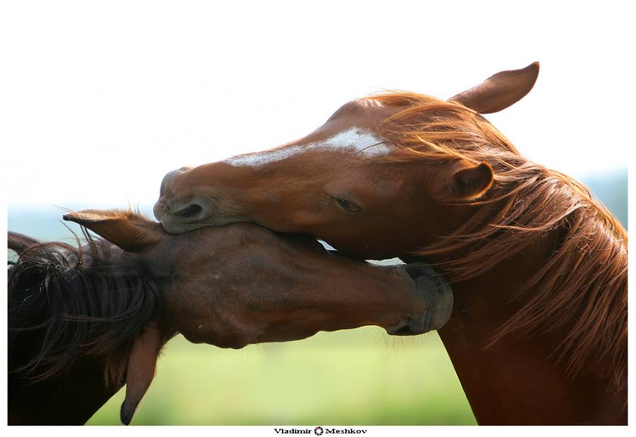 Horse.jpg