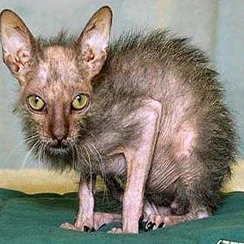 ugly_cat_2.jpg