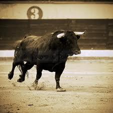bull.jpg