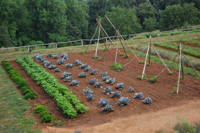 Vegetable_garden_detail.jpg