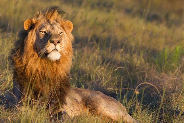 male_lion_grassland.jpg