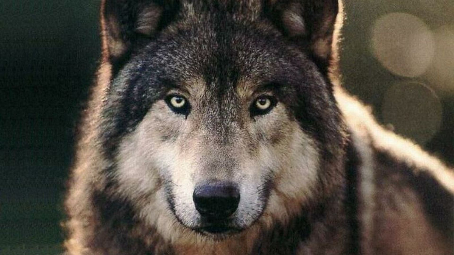 wolf_00270684.jpg