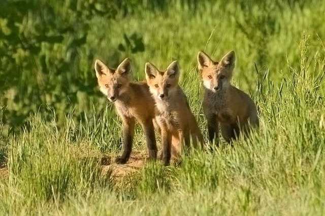 Fox_Family111.jpg