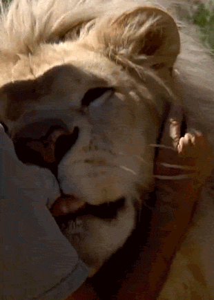 gmUhGEL.gif