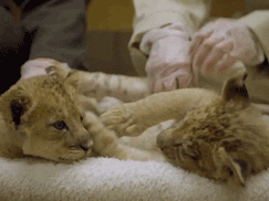 tumblr_mzv8i7OoZC1qgwf6po3_250.gif
