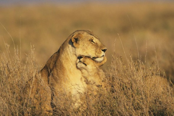 lioness_and_cub_590x395.jpg