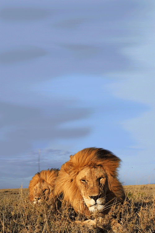 animated_lion_gif_26.gif