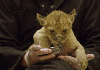 tumblr_nir71a3G6L1qgwf6po4_400.gif