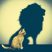 cat_lion.jpg