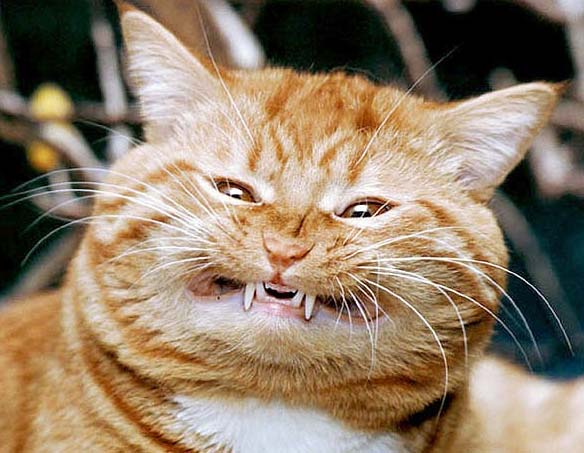 bad_cat.jpg