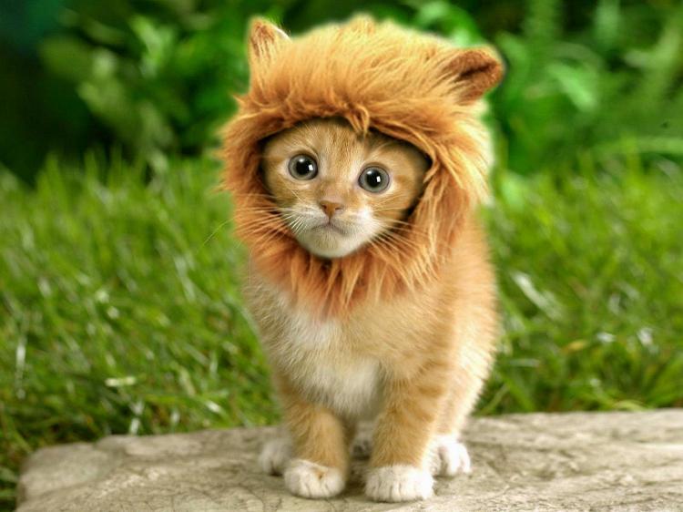 lion_s_mane_cat_hat_3148.jpg