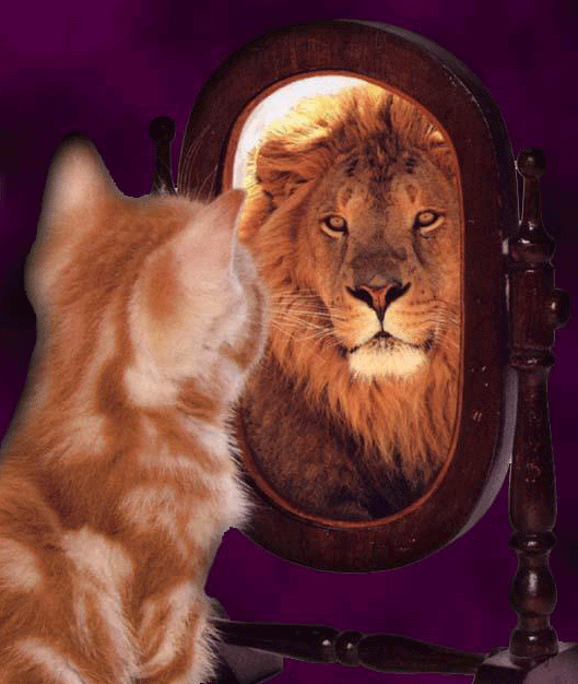 cat_sees_lion_in_mirror_2.gif