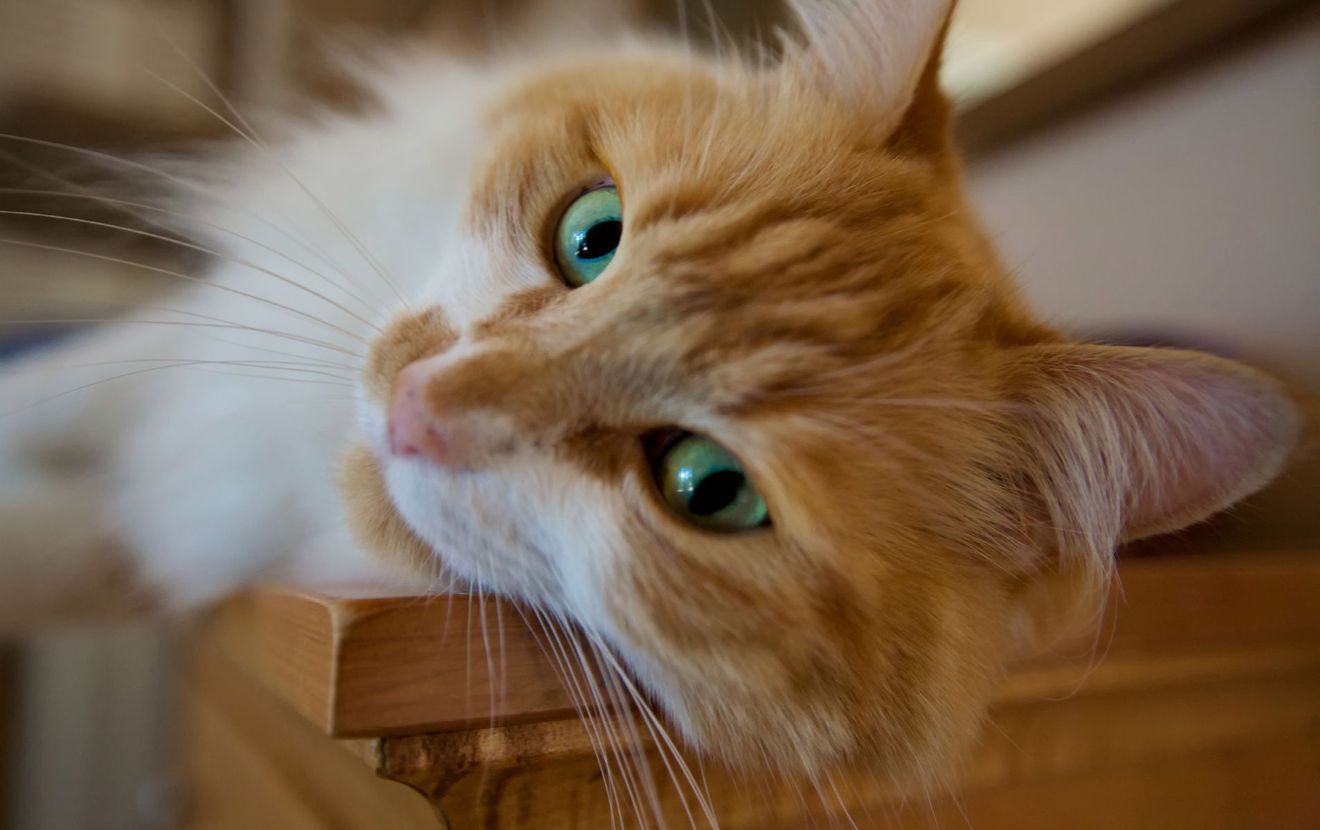 6891611_cat_close_up_wallpapers.jpg