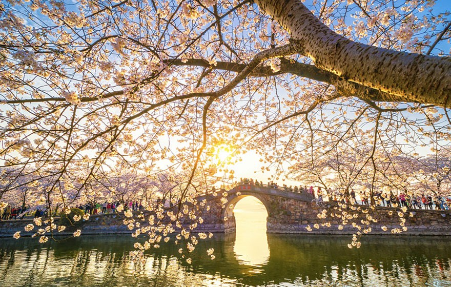 cherry_blossoms_spring_china_8_5ab266767ad47__880.jpg