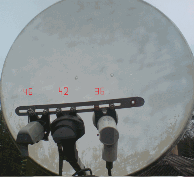multifidi.gif