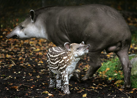 tapir_big.jpg