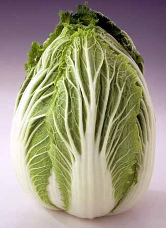 napa_cabbage.jpg
