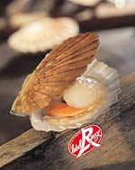 coquille.jpg