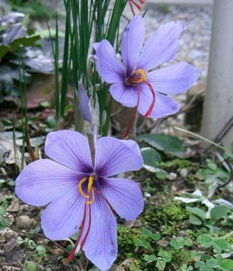 516px_Crocus_sativus2.jpg