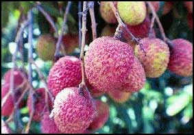 lichi.jpg