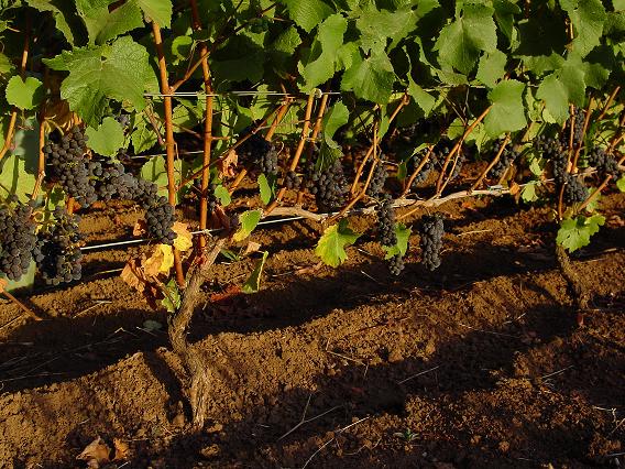 vineyard.jpg