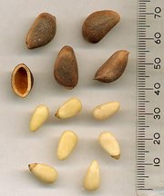 pine_nut.jpg
