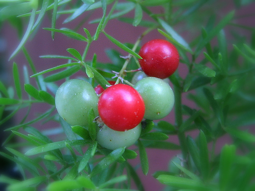 asparagus_fern.jpg