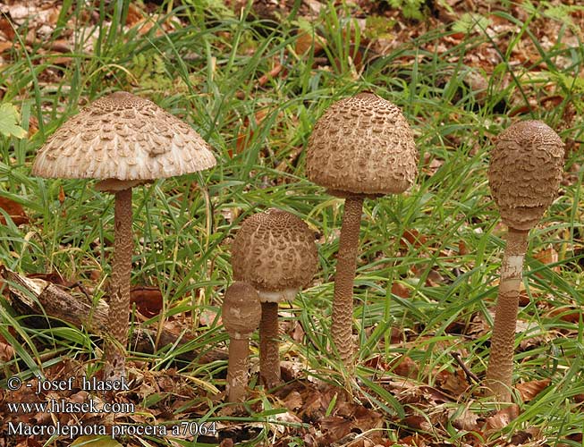 macrolepiota_procera_a7064_1_.jpg