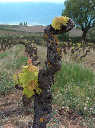 hiu_rioja_tempranillo4large_795888.jpg