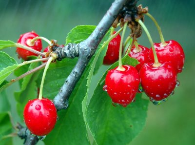 wetcherry1.jpg